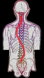 La scoliosi e nuove possibilità